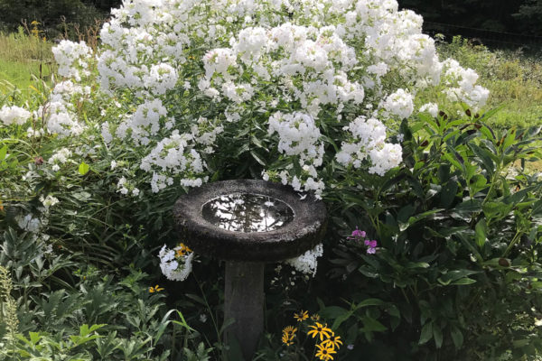 Birdbath and phlox