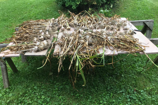 Garlic harvest